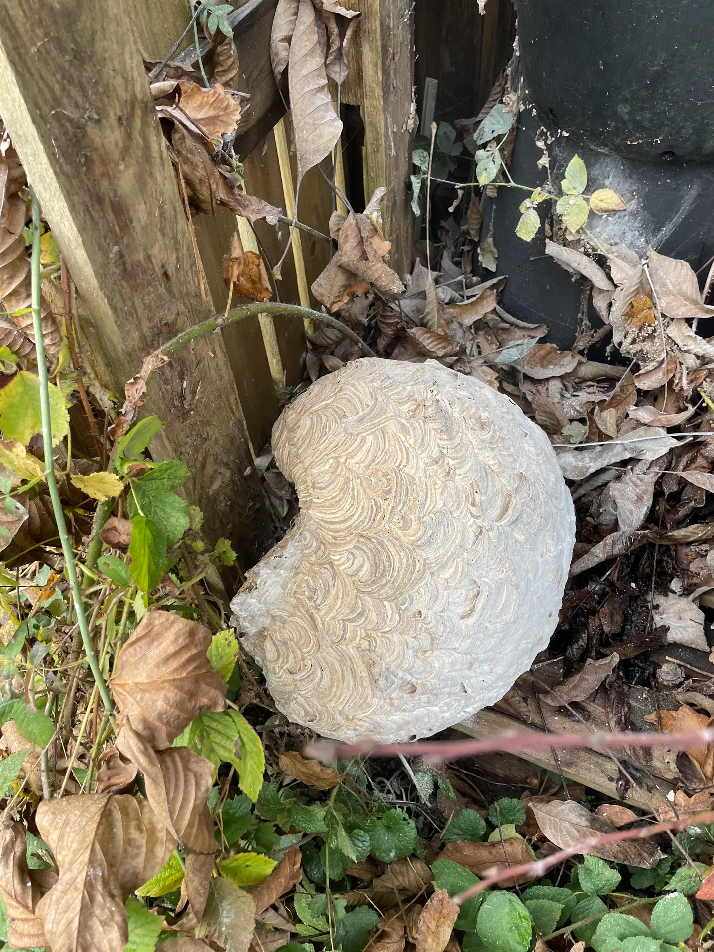 Nid de frelons asiatiques Nid de frelons asiatique après un traitement