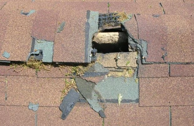 Dégâts toitures rongeurs