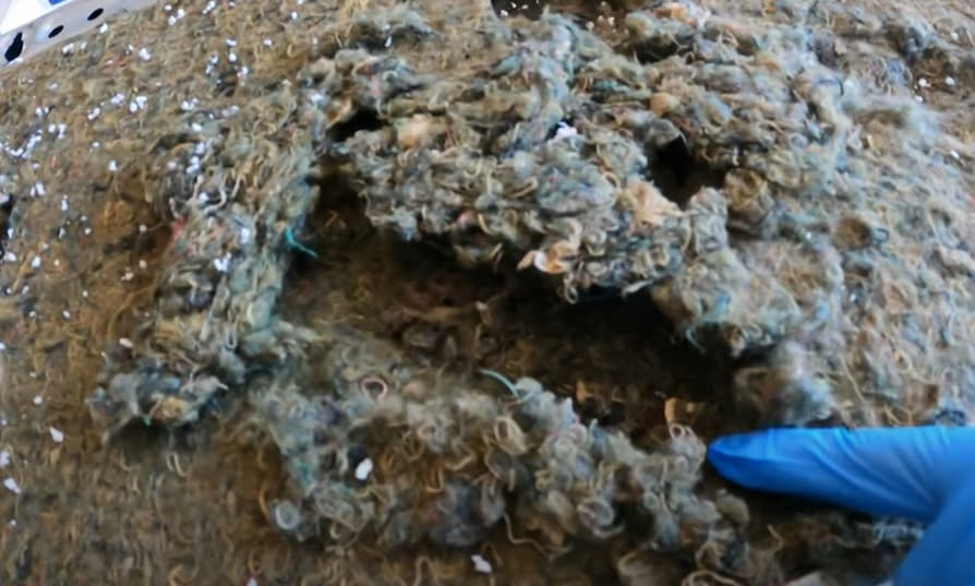 Nid de rongeurs laine de verre dégâts grenier souris