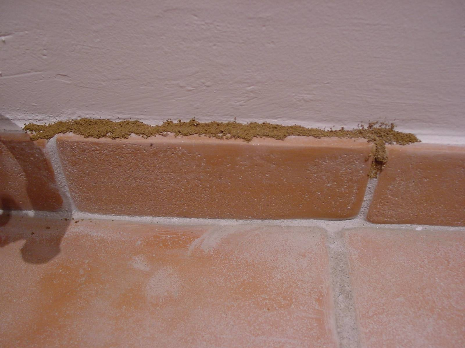 Cordonnet de termites