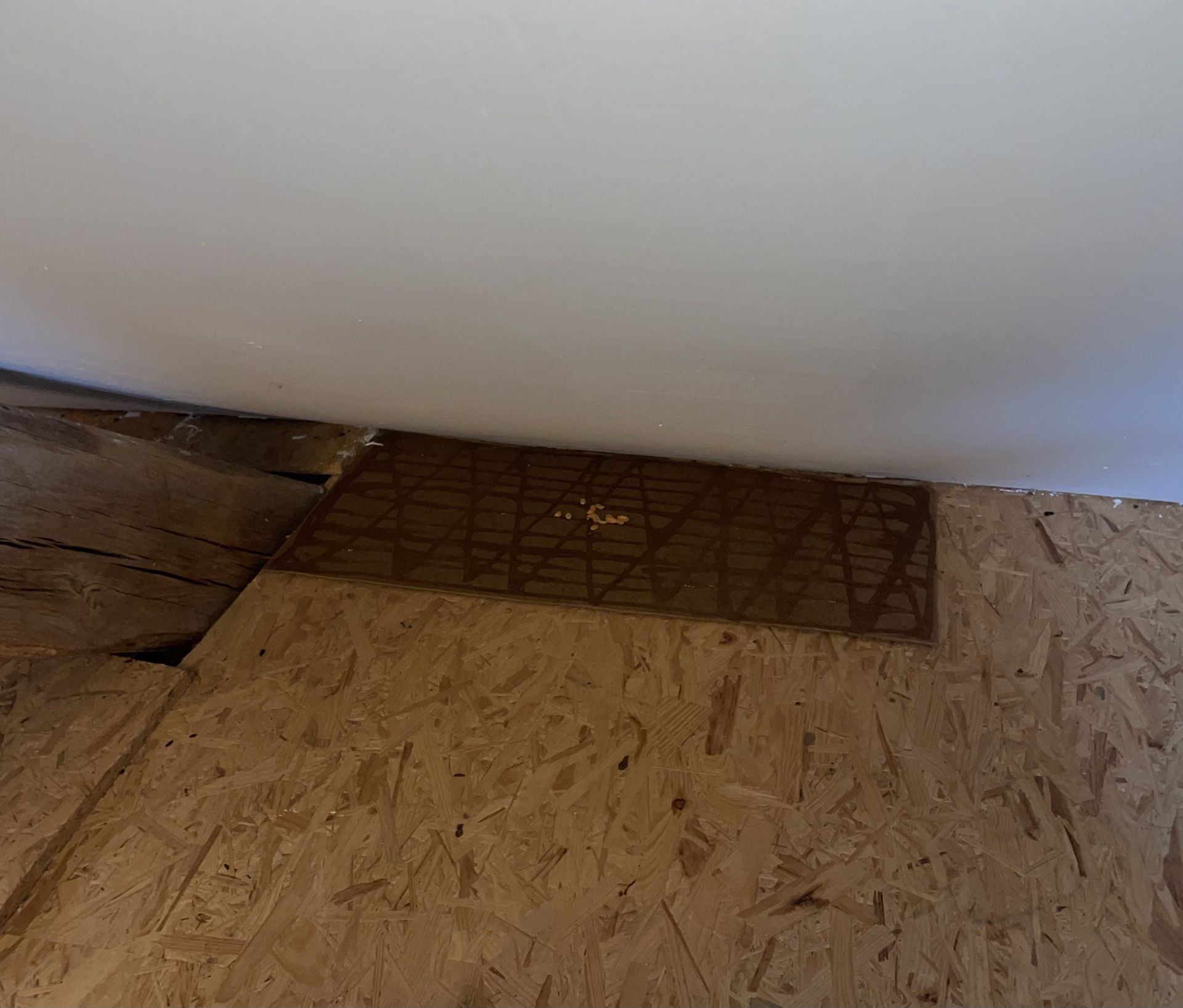 Plaque collante pour rongeurs Plaque collante pour ongeur avec colle professionnel et appat