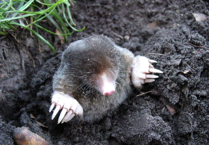 Taupes dans jardin