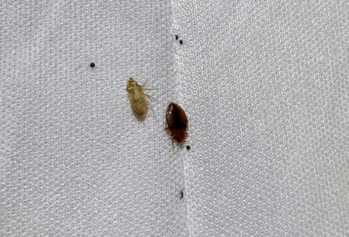 Punaises de lit mortes a Meaux