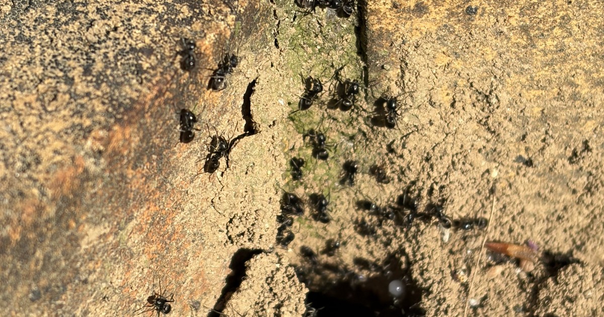Infestation de fourmis dans un magasin à Chessy Infestation de fourmis à Chessy